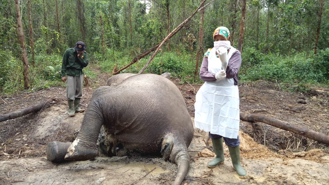 Seekor Gajah Sumatera Ditemukan Tewas, Diduga Akibat Saluran Pernafasan