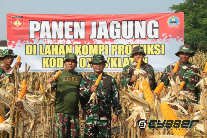 Kodim 0723/Klaten Panen Raya Jagung R7, Perkuat Ketahanan Pangan dan Dukung Swasembada Nasional
