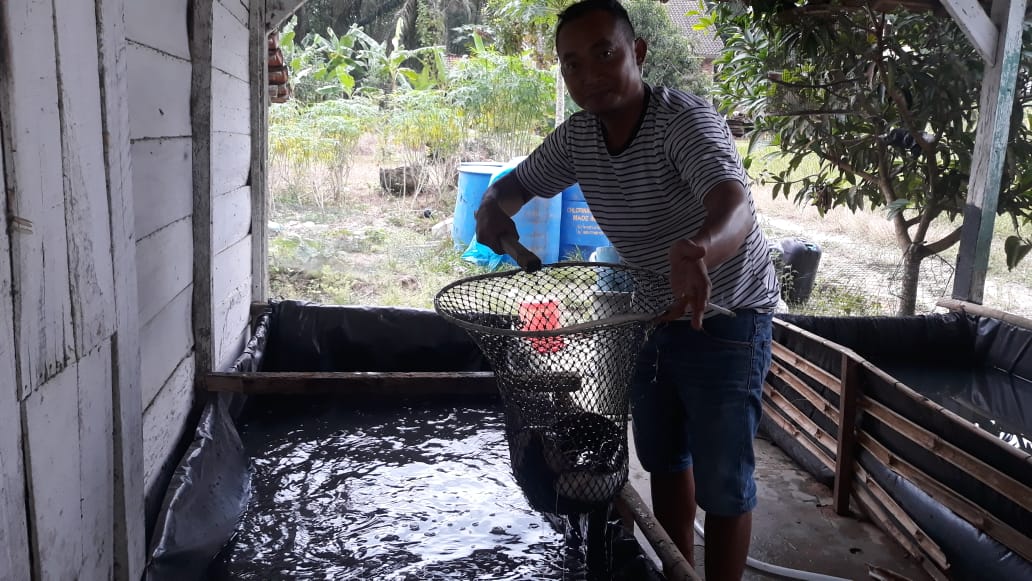 Pembudidayaan Ikan Lele Mulai Dikembangkan di simpang Mesuji, Ini Tempatnya