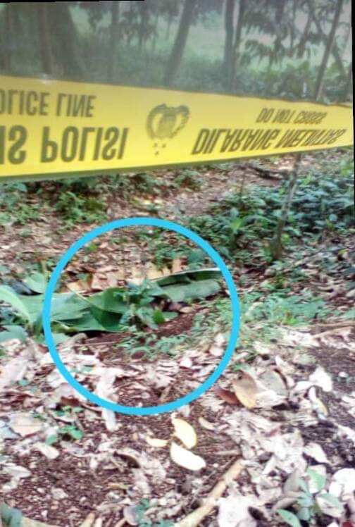 Geger !!  Mayat Seorang Pria Ditemukan 4 Anak Kecil di Kebun Warga