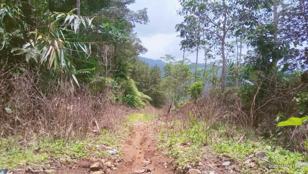 Jalan Penghubung Dua Kecamatan Nyaris Seperti Jalan Ke Hutan