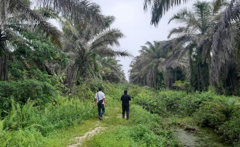 Ketua Kopsa-M Diduga Lakukan Penyimpangan Dalam Perawatan Sawit