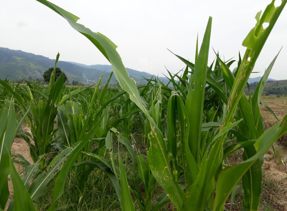2.664 Hektar Lahan Jagung di Tulungagung Diserang Hama Ulat Grayak
