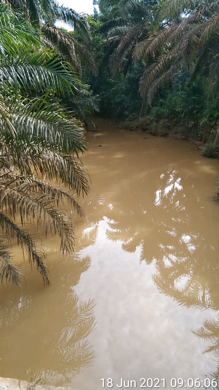 Diduga Tak Sesuai AMDAL, Kelapa Sawit Milik PT. BSS di Sepanjang Sungai Jerangkang