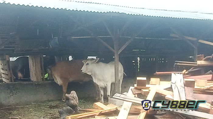 Kandang Sapi dan Pabrik Tahu Ilegal di Lahan Sengketa, Buang Limbah Sembarangan dan Langgar Aturan Kesehatan