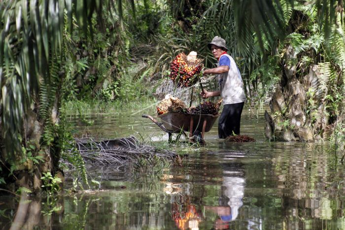 Apkasindo : Selain Denda Administratif, Pemerintah Juga Harus Perhatikan Ancaman Kebakaran Hutan