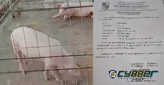 Izin Kandang Babi Lurah Agrowisata Zulken Diprotes Warga Sekitar, LSM Gempur Minta Walikota Pekanbaru Turun Tangan