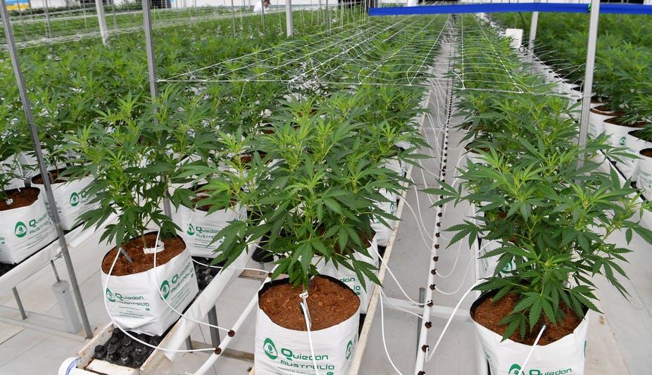 Untuk Kepentingan Medis, PBB Menghapus Ganja dari Kategori Obat Berbahaya