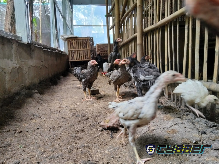 Cuma dari 5 Ekor, Kini Jadi 100 Lebih: Kisah Warga Klaten Raup Untung dari Ayam Kampung saat Lebaran