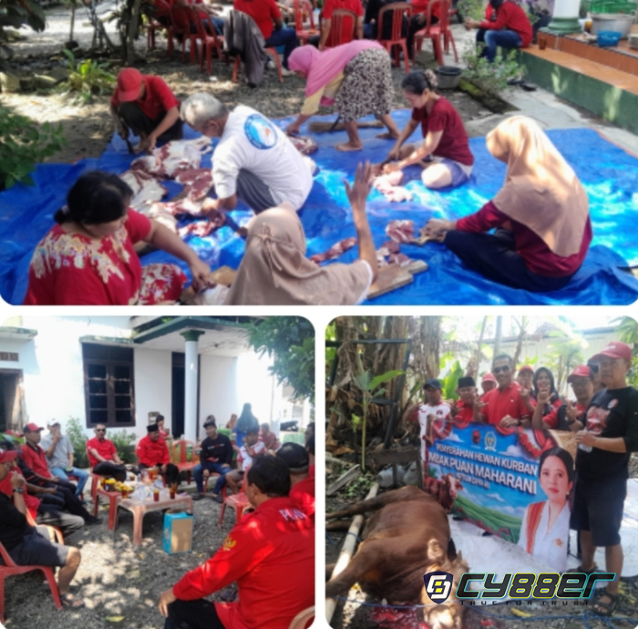 Kader PDIP Dapil 4 Klaten Sembelih Sapi Kurban Bantuan Puan Maharani, Dilaksanakan Serentak se-Jateng