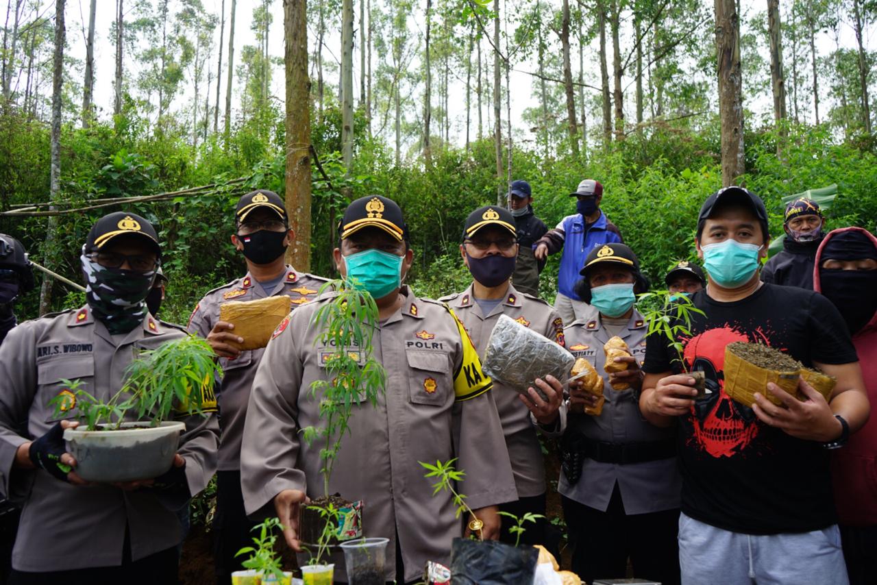 Polres Cimahi Polda Jabar Berhasil Ungkap Kasus Lahan Ganja