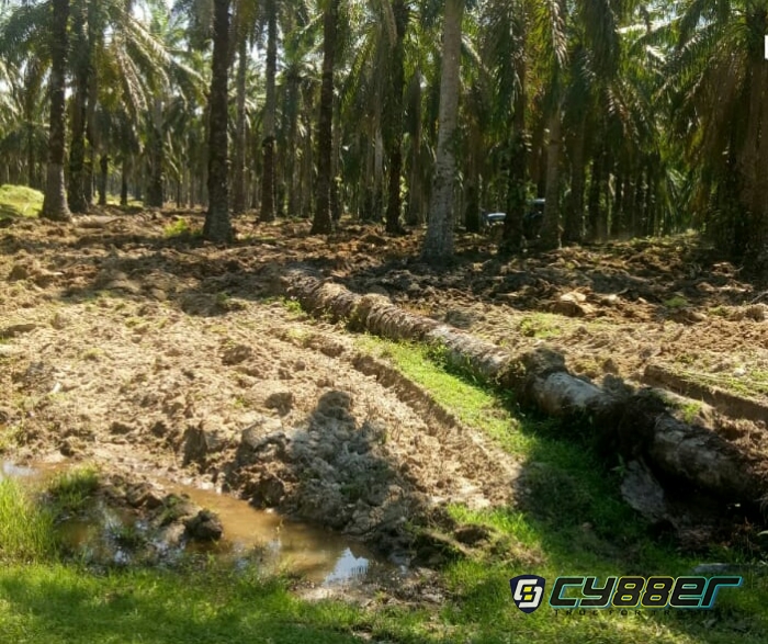 Replanting Ratusan Hektar Tanaman Sawit PTPN III Klaji Tanpa Plang Proyek