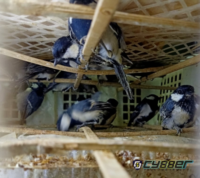Selundupkan Ribuan Burung, Mihar dan Rohman Ditangkap KSKP Bakauneni