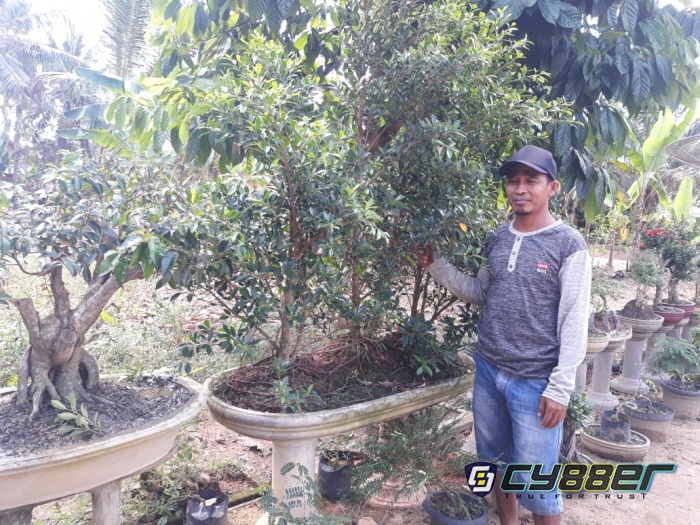Hobi Tanam Bonsai Berbagai Jenis, Eko Kembangkan Bakatnya