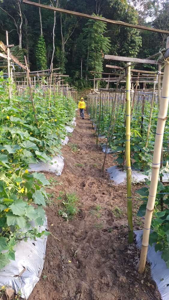 Gapoktan Yayasan Darul Arqam Siliwangi Hadir Untuk Membantu Mensejahterakan Masyarakat Serta Ketahanan Pangan Nasional