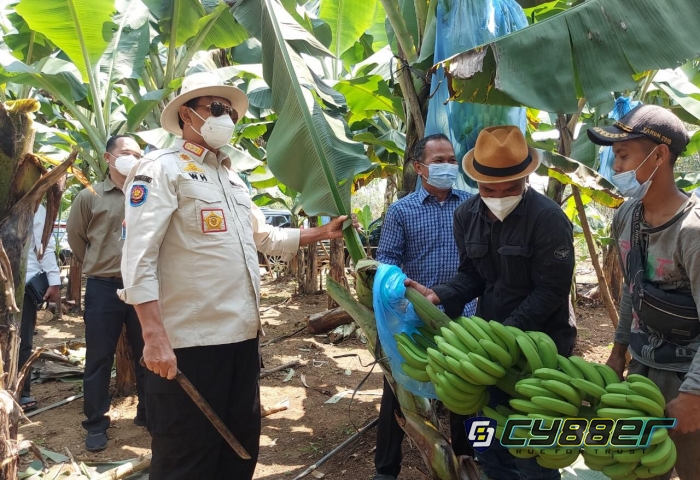 Tinjau Kebun Pisang di Lebak, WH: Sangat Potensial dan Produktif