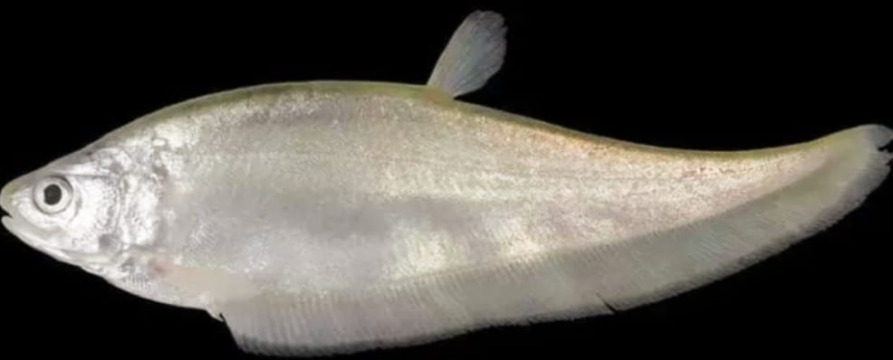 Awas..! Konsumsi ikan Belida Sumatera bisa Dipidana