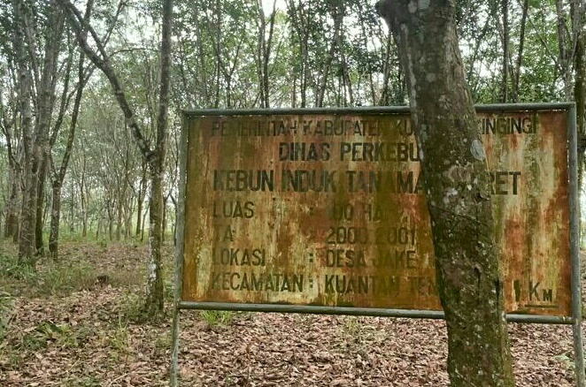 Regulasi Aturan Penyadapan Karet Yang Semrawut, Program 100 Hari Kerja Bupati Kuansing Dipertanyakan