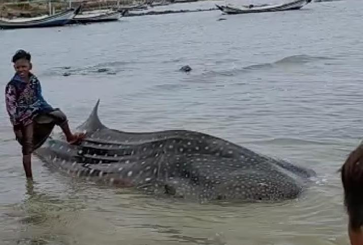 Ikan Besar Terdampar di Pantai Ketapang Jadi Tontonan Warga Sekitar