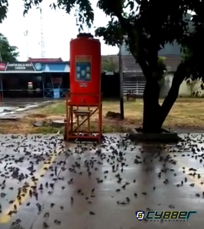 Setelah Kota Cirebon di Guyur Hujan, Ribuan Burung Pipit Mati Tergeletak di Bawah Pohon