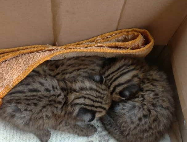 Niat Pergi Berkebun, Ajam Dikejutkan Oleh Penemuan Meong Congkok
