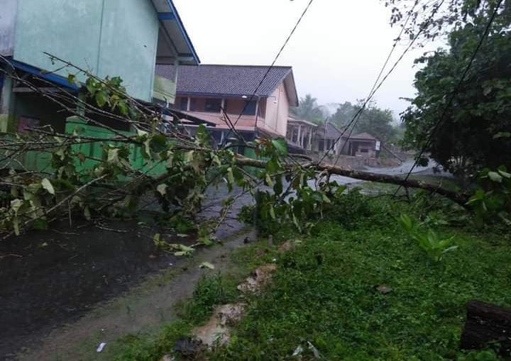 Pohon Tumbang Akibat Hujan Lebat Mengguyur Desa Bolang