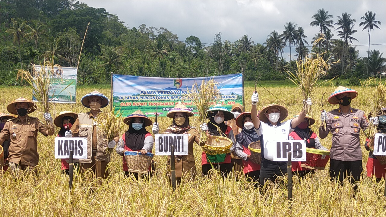 Bupati Tanggamus Hadiri Panen Perdana Padi Organik