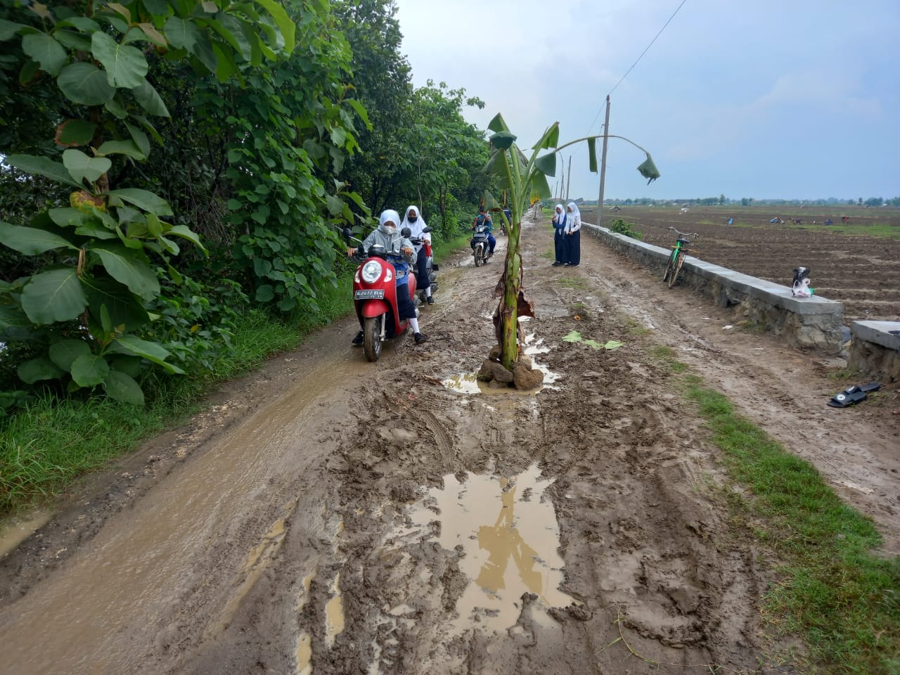 Jalan Kecipir Karang Blangko Tak Kunjung diperbaiki di Tanami Pohon Pisang