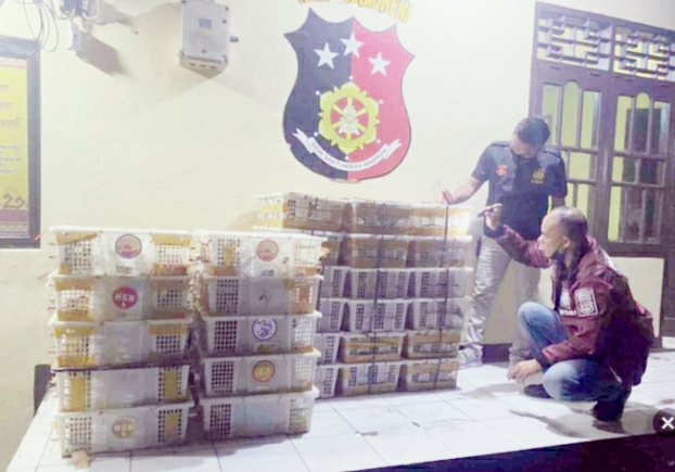 KSKP Bakauheni Kembali Amankan  1.930 Ekor Burung Tanpa Dokumen