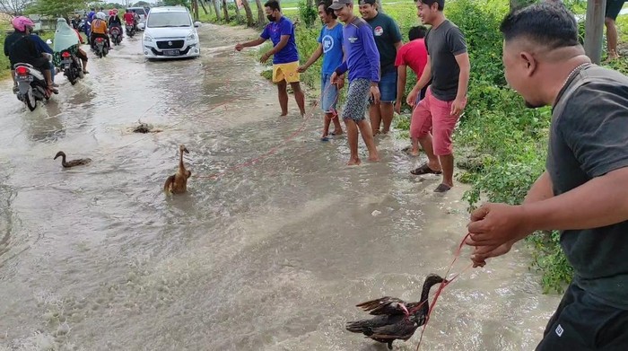 Protes Bosan Dikepung Banjir Pemuda Lamongan Angon Bebek Dijalan