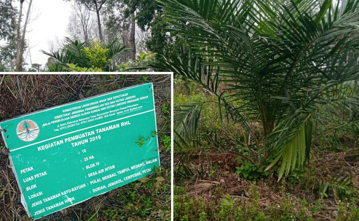 Diduga Program RHL Ditanami Sawit di Areal TNTN, Pelalawan, Riau