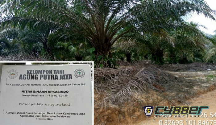 Koptan Agung Putra Jaya Dibawah Binaan APKASINDO, Selama 10 Tahun Sistem Bagi Hasil Kebun Mengambang 