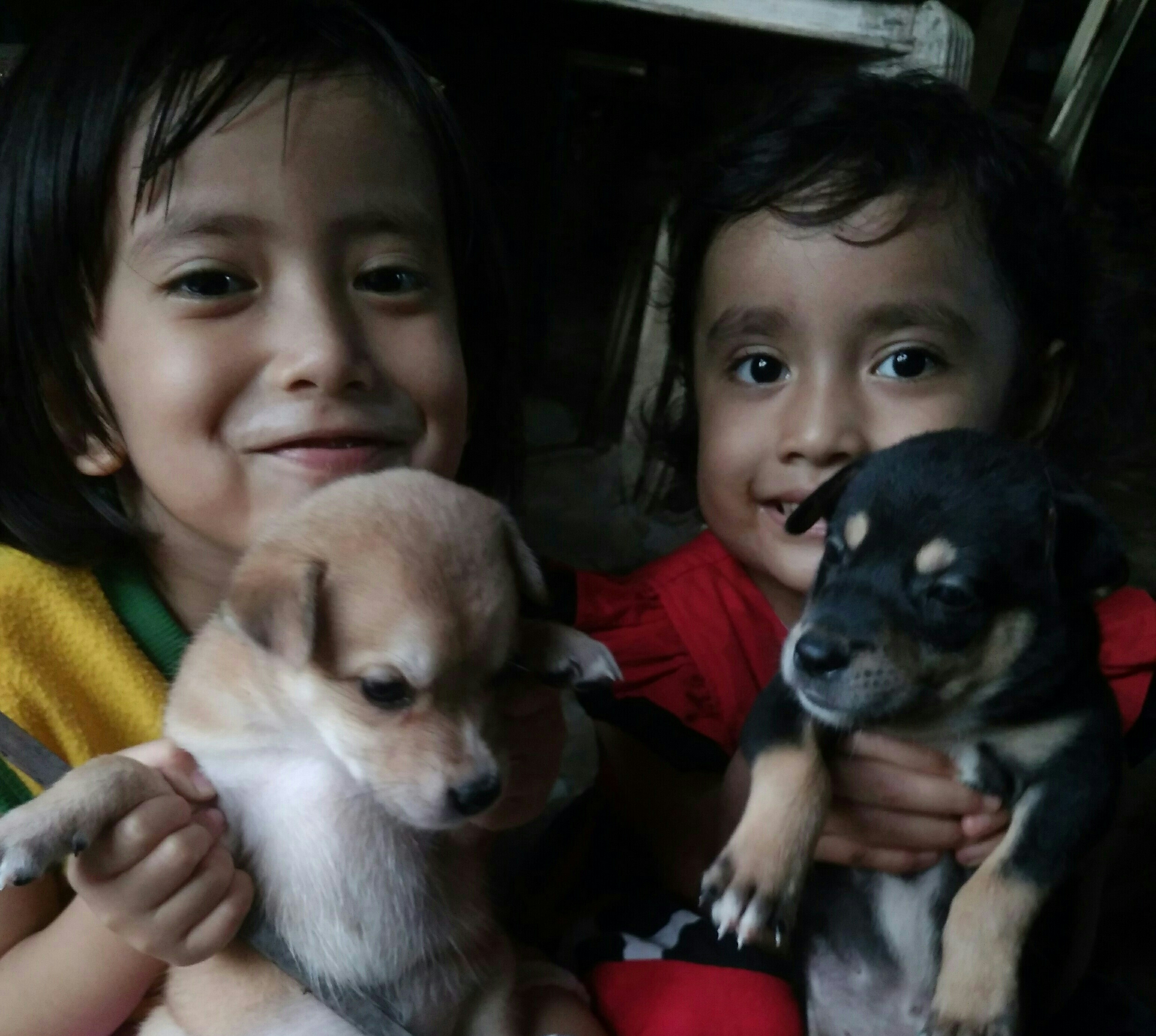 Berhenti Konsumsi Daging Anjing, Karena Bisa Sebarkan Penyakit dan Virus