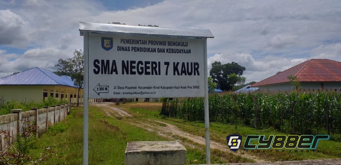 Lahan Kosong SMAN 07 Kaur Bengkulu Dihiasi Tanaman Jagung