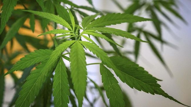 Waduh,, Petani di Thailan Didorong Pemerintah untuk Tanam Ganja Sebagai Penghasil Uang Utama