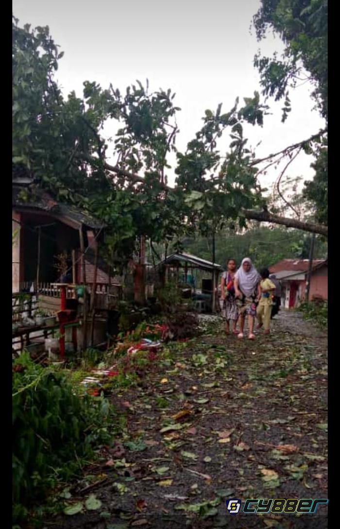 Pohon Tumbang Menimpa Rumah Warga