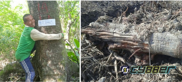 Hutan Mangrove Yang Berusia Ratusan Tahun Dirambah