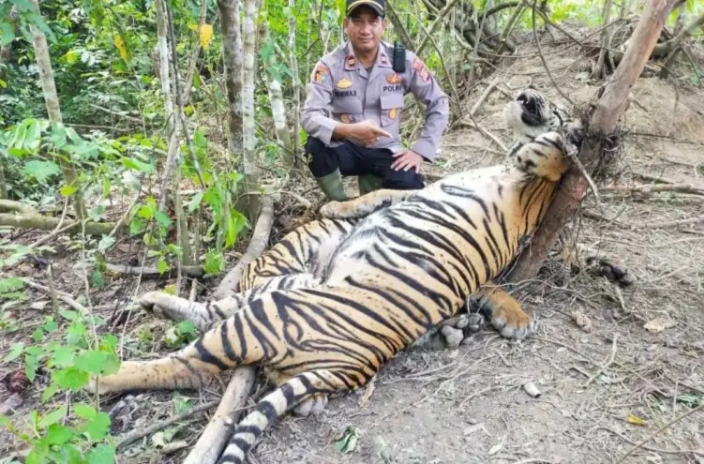 Diduga Terkena Jeratan Babi, Dua Harimau Sumatera Ditemukan Mati