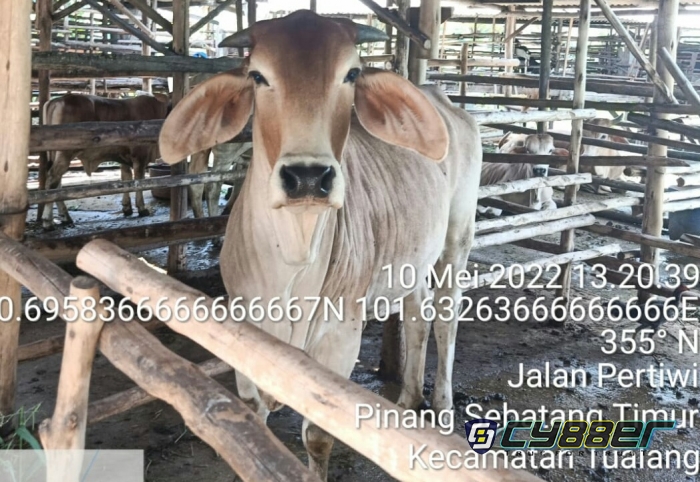 Di Riau Bebas Penyakit Mulut Kuku Sapi, Dokter Kesehatan Hewan Sampaikan Hal Ini