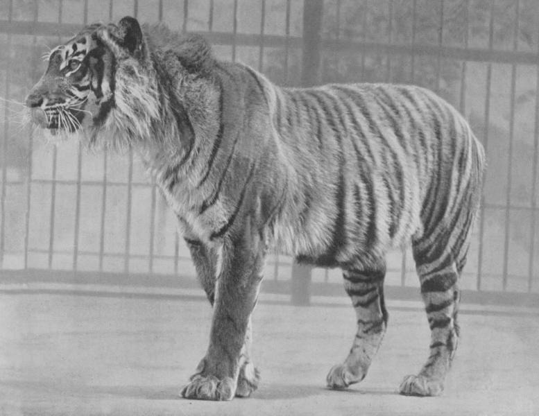Harimau Jawa Muncul di Kabupaten Sukabumi