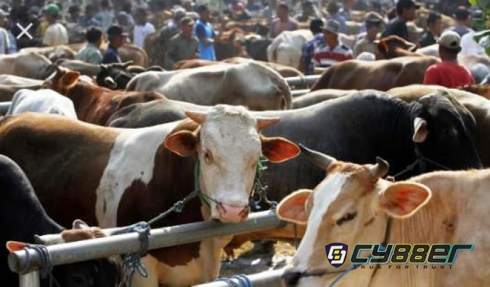 Mendekati Idul Adha, Pemkab Klaten Buka Kembali Pasar Hewan