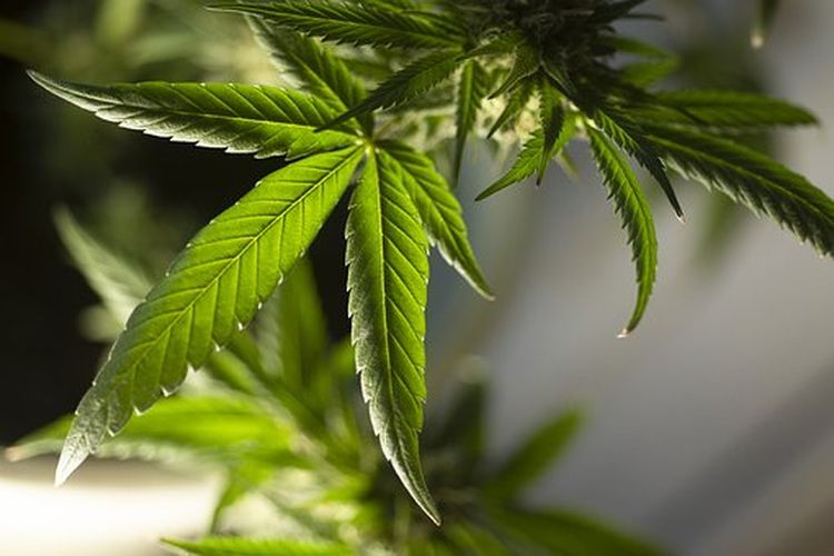 Beli Ganja Lewat Instagram, Warga Sukasari Sumedang Ditangkap Polisi
