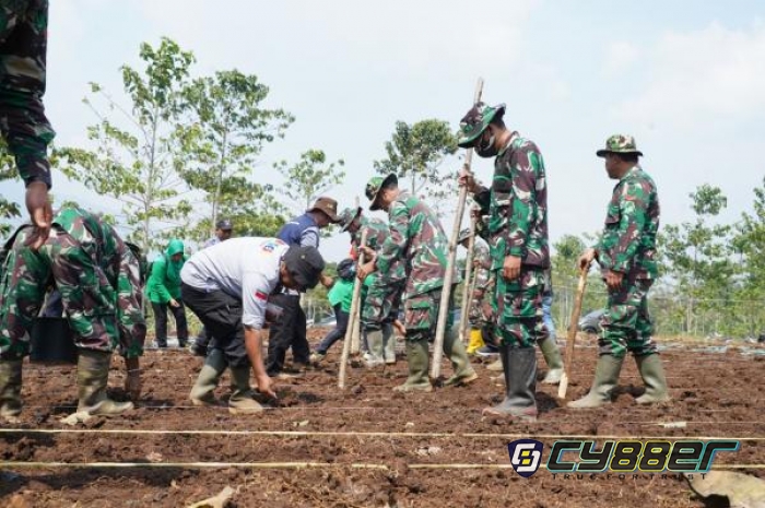 Kodam lll Siliwangi Gelar Penanaman Bibit Jagung Serentak di Wilayah Kodim 0611 Garut
