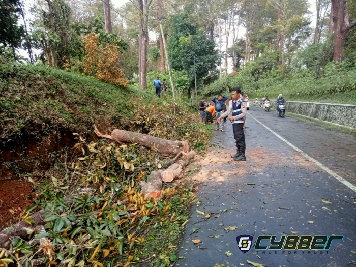 Hujan Lebat Sebabkan Pohon Tumbang, Inilah Penjelasan Polisi