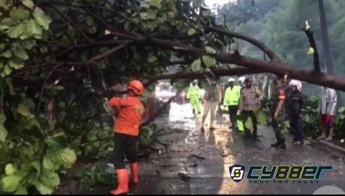 3 Pengendara Motor Tertimpa Pohon Tumbang 
