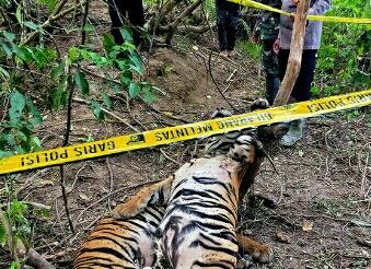 Tiga Harimau Sumatera Mati Akibat Jerat Babi di Aceh Timur, Dua Pemburu di Bui 16 Bulan