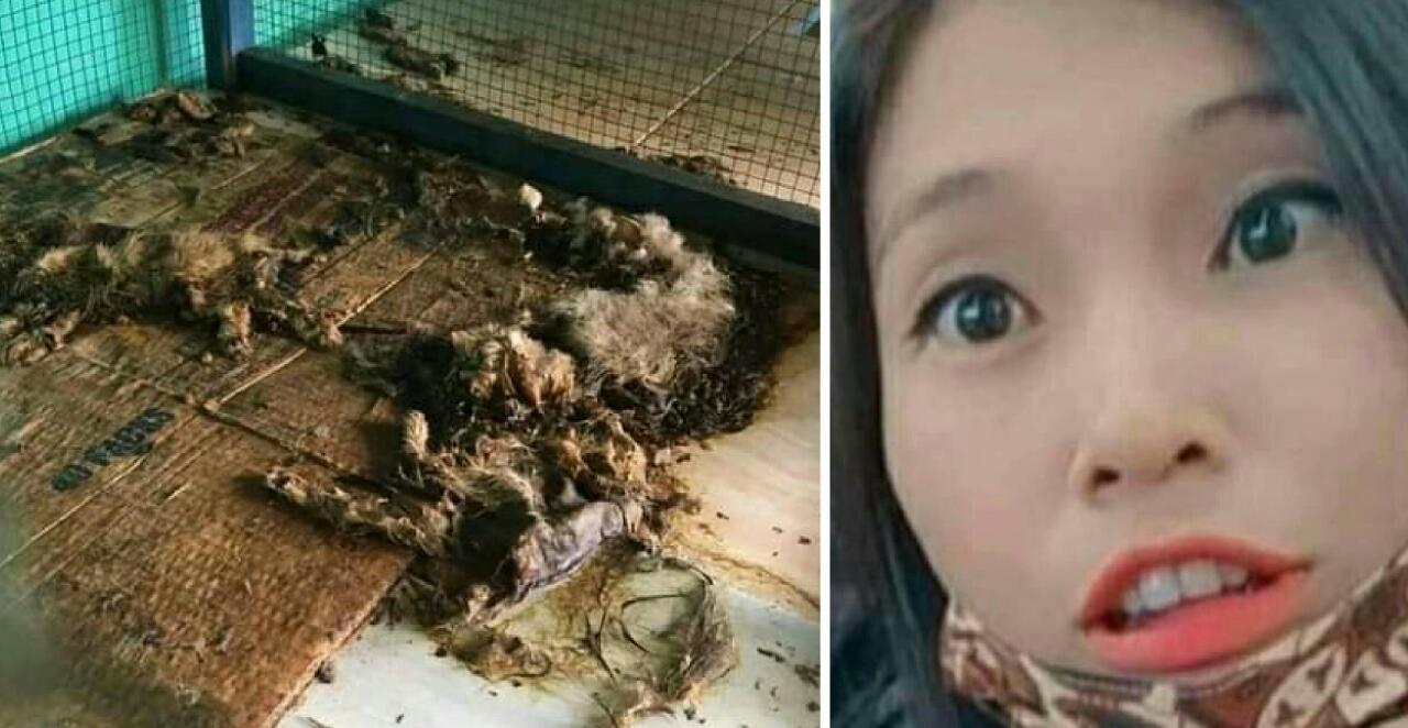 Telantarkan Kucing Hingga Jadi Bangkai, Yeni alias YF Dibui