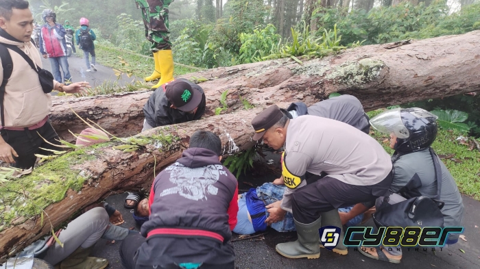 Pohon Tumbang di Sukabumi Tewaskan Satu Korban