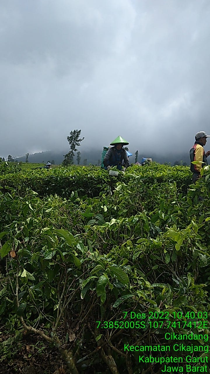 Jeritan Hati Pemetik Teh di Garut