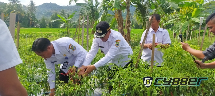 Wakil Walikota Hadiri Panen Cabai di Kecamatan Purwakarta
